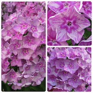 Флокс Phlox Граффити